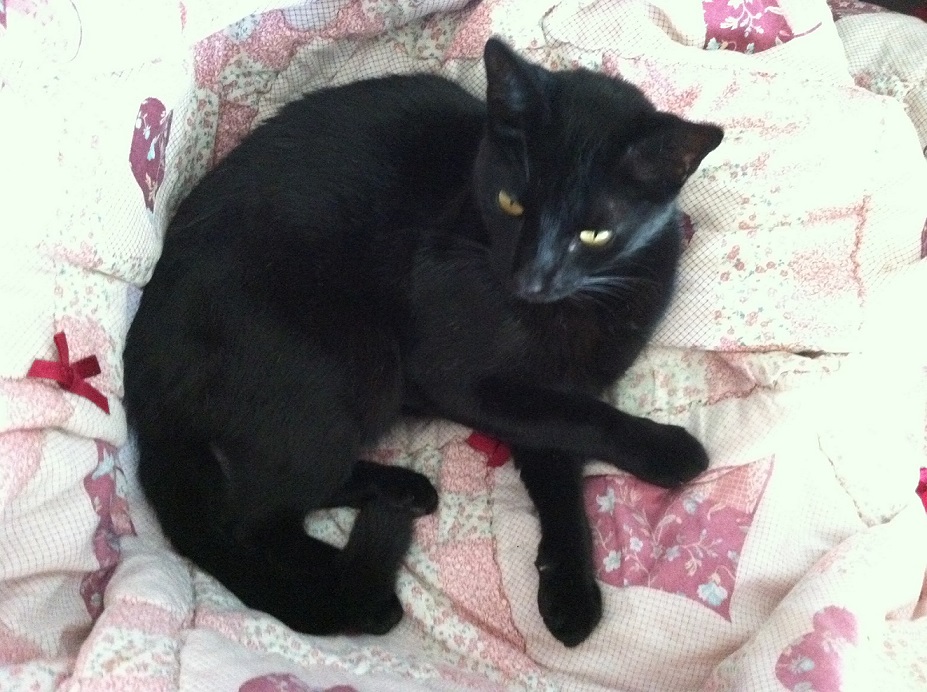 black cat with healthy coat