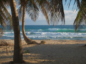 caribbean beach with coconut trees