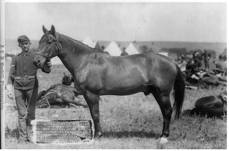 Comanche survived Custer's Last Stand
