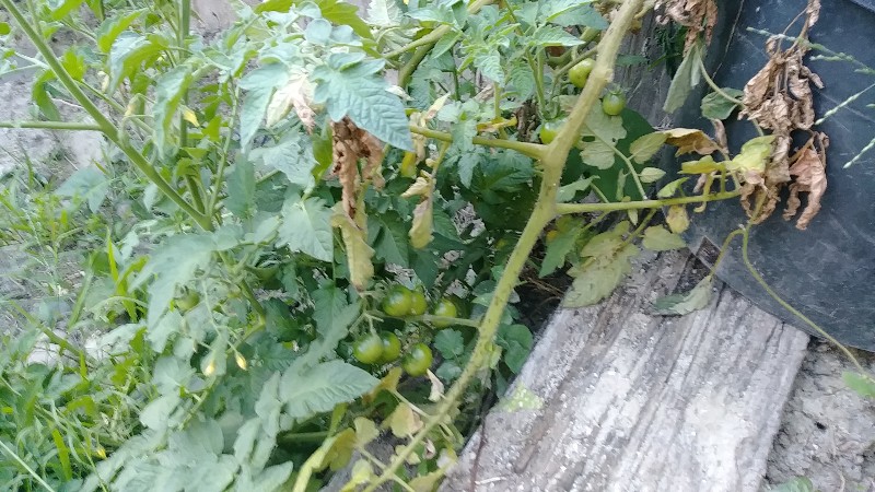 green tomatoes in plant