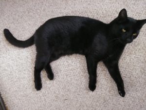 black cat on white carpet