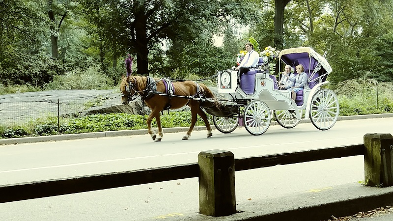 retired couple rides horse and carriage central park