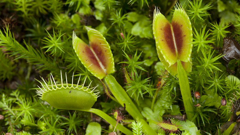 carnivorous plant venus flytrap